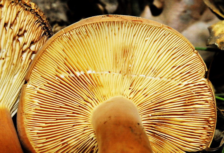 Lactarius volemus